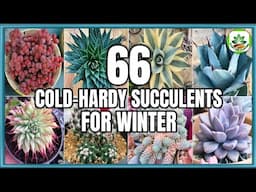 66 Best Cold Hardy Succulents for Winter | Winter Succulent Species | Plant and Planting