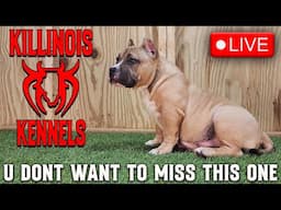 KILLINOIS KENNELS LIVE!!!!! U DONT WANT TO MISS THIS ONE