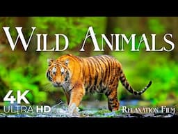 Wild Animals 4K - Wildlife Relaxation Film with Peaceful Relaxing Music - Video Ultra HD