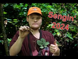 Pennsylvania Ginseng Hunting 2024 (Planting & Digging)