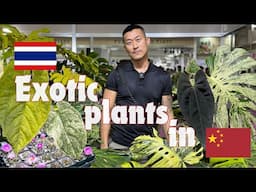 Bangkok International Exotic Plant Show in 🇨🇳CHINA | Monsteras | Anthuriums | Platyceriums And More!