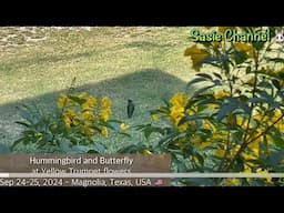 นกอัมมิ่งเบิร์ดและผีเสื้อที่ดอกทองอุไรHummingbird and Butterfly at Yellow Trumpet flowers