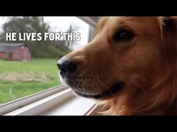 Dog anxiously waits for his Easter egg hunt!