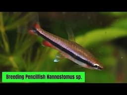 Breeding Pencilfish Nannostomus sp.