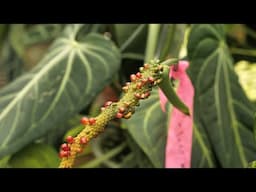 Collecting Anthurium Seeds