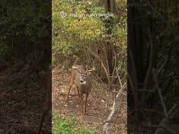 Big Mature Buck With Longbow