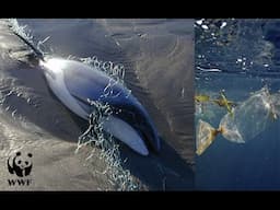 Join Me to Help Save Maui Dolphins!  - WWF Challenge 55