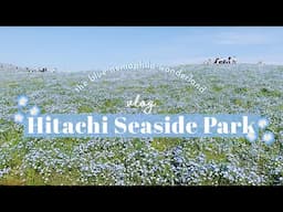 HITACHI SEASIDE PARK in Japan // A day trip to the blue nemophila wonderland