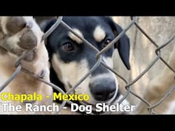 Lake Chapala Dog Shelter - The Ranch - Near Ajijic -Flight Angels Needed