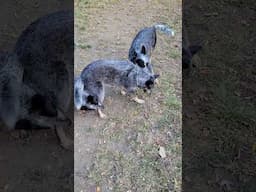 I Herd You? No I Herd You! What's that? #blueheeler #australiancattledog #dogs