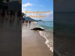 Stubbled across some of God’s Creation on an early run on Waikiki Beach. 🏖️ Monk Seal #diamondhead