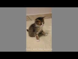 Watch adorable newborn kittens