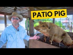 How to Raise Pigs in a Small Space: No Smell Pig Pen