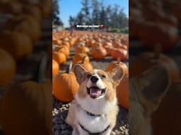 This Pumpkin Makes Me Happy ❤️ #corgi #shorts #mydog