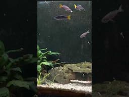 Cyprichromis leptosoma attacking the new Aquarium Coop Magic Feed