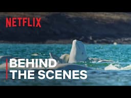 Underwater World of Beluga Whales | Behind The Scenes | Netflix