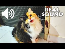 1 HOUR REAL CAT SOUND COMPILATION