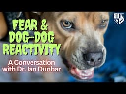 Fear & Dog-Dog Reactivity, It's not what you might think.