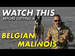 The Truth About Owning A Guard Dog | Belgian Malinois