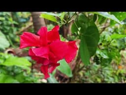 Doubled Petals / Red Hibiscus / Plants care / Luciana Vaz