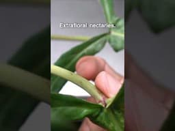 Ants On Philodendrons | GOOD or Bad? Extrafloral Nectaries Explained.