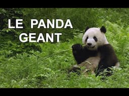 Le panda géant (documentaire)