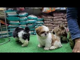 free adoption free shihtzu pup free dog free pup only gor good family