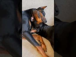 Doberman or pet velociraptor?🤔 #doberman #funnydoberman #dogs