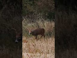 Mature Buck Stepping Into The Field! #shorts