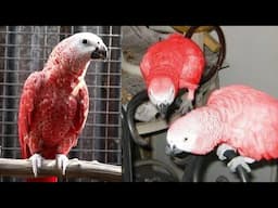 Word 1st Red African Grey Parrot Video In Malayalam | Parrot breading | Birds Care | MY PET PLANT