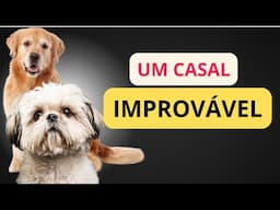 Golden engravida de shih tzu, e agora? Cruza entre cães de portes diferentes