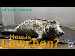 Seal diaries  - Lowchen update