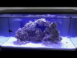 Our new Fluval 32.5 gallon Saltwater Aquarium.