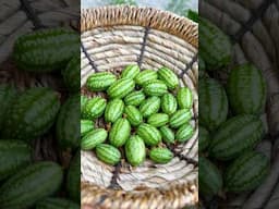 Cucamelon