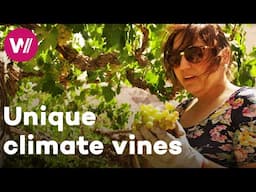 Chile - Vineyards in extreme climatic and geographic conditions | Worldwide Wine Civilizations