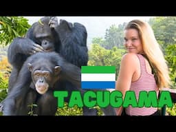 TACUGAMA CHIMP SANCTUARY - Seeing chimpanzees in Sierra Leone