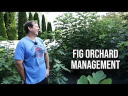 Growing Fig Trees: Orchard Management with Bill Lauris