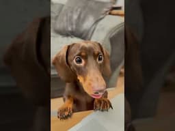 A Dachshund Love Story (We met in the park)