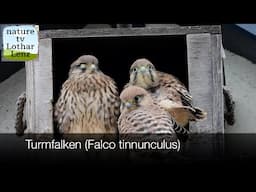 Turmfalken (Falco tinnunculus) im Nistkasten