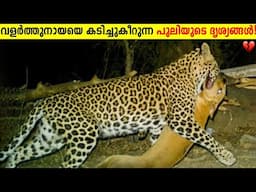 വളർത്തു നായയും പുലിയും ഏറ്റുമുട്ടിയപ്പോൾ!😱 Dog Vs Wild Animals Caught On Camera | Storify