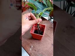 Repot Philodendron Plant from Water to Soil - Philodendron Birkin