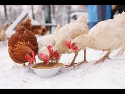 Audio Article: Keep Chickens in Winter Gardens