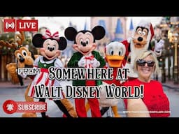 Somewhere at Walt Disney World 11/20/24 #live