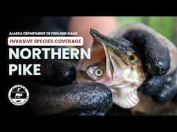 How Invasive Northern Pike Impact Native Fish Populations