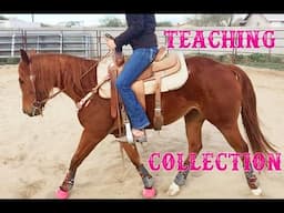 Colt Starting: Teaching Collection Part 2