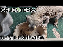 MY REPTILES TRY BLACK SOLDIER FLY LARVAE | GRUBTERRA REVIEW