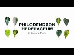 PHILODENDRON HEDERACEUM | Which is which? Heartleaf, Micans, Kirkbridei, & the 'Brasil' Drama