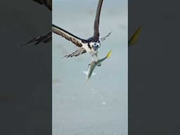 Osprey struggles getting out of the water with a huge fish in its talons.