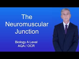 A Level Biology Revision (Year 13) "The Neuromuscular Junction"