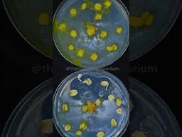 How Does Slime Mold Eat?